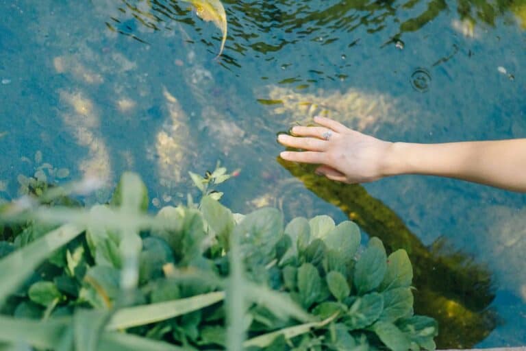 Horogra akadva – Nógrádi halastavaknál tárt fel félmilliárdos csalást az Integritás Hatóság