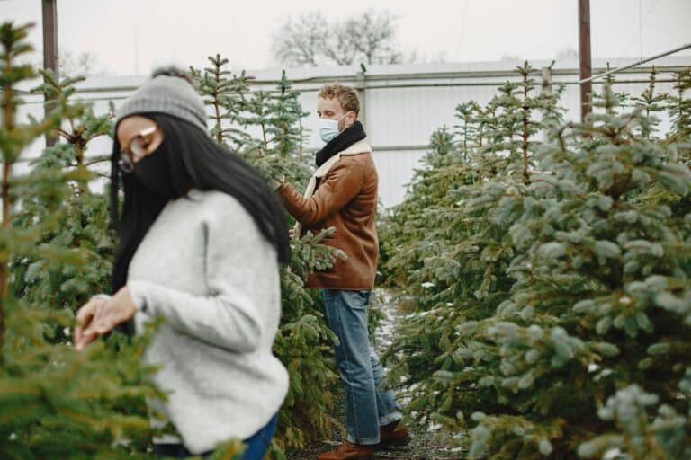 Közeleg a karácsony: fenyőfából nem lesz hiány, Nógrádban is garantált a kiváló minőség