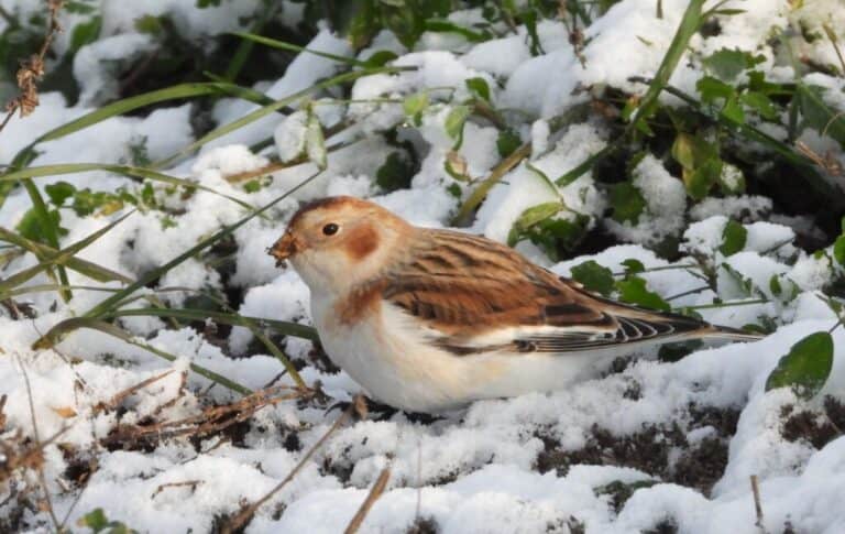Ritka madarak bukkantak fel csapatostul a Cserhátalján