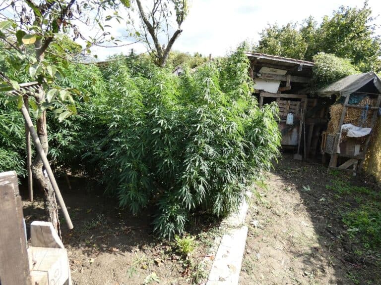 Rendőrök takarították be a nagy gonddal nevelgetett vadkendert Nógrádban