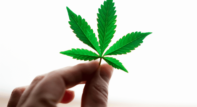 A kannabisz gyógyászati célú termesztéséről szóló törvényjavaslatot terjesztett elő a szlovén kormány