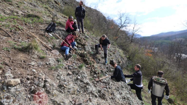 Idegenhonos kaktuszok inváziója alól szabadították fel a nógrádi várat