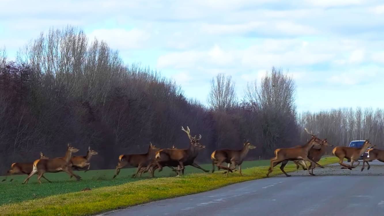 Pont jól látható vadragadozik a kerékpárút mellett, a háttérben cserjés és fák.