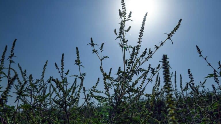 Csalán növények napfényben, az allergiaszezon kezdete.