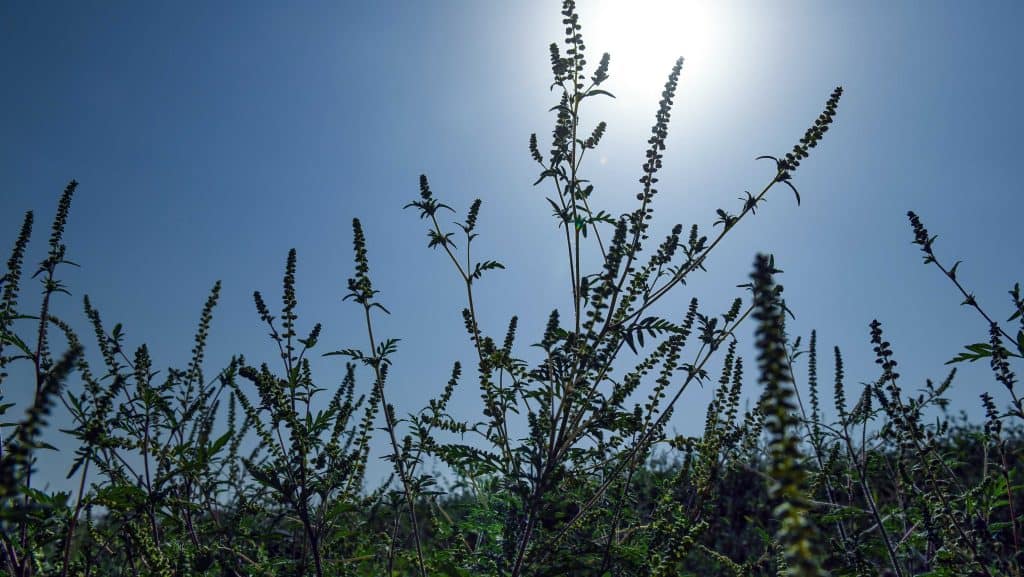 Csalán növények napfényben, az allergiaszezon kezdete.